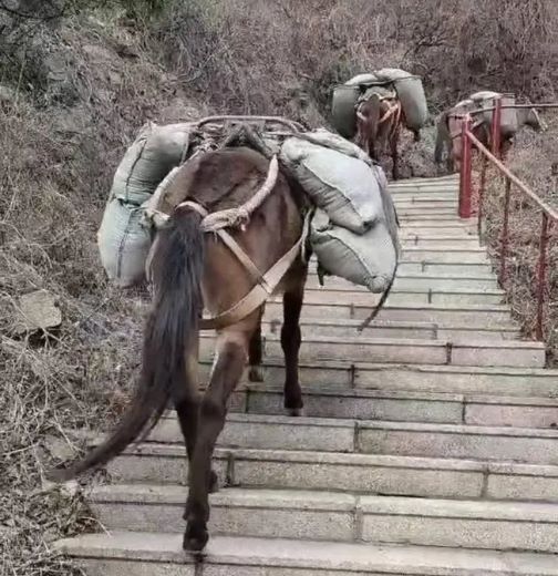 新余骡马运输
